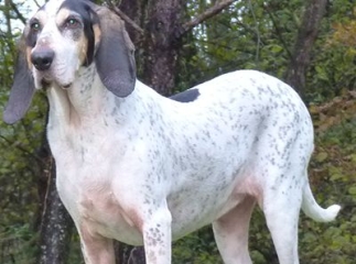 Chien gascon saintongeois